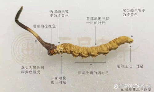 夏枯草胶囊配方表-夏枯草胶囊说明书-专业夏枯草胶囊说明书图片大全平台-夏枯草胶囊说明书图片大全